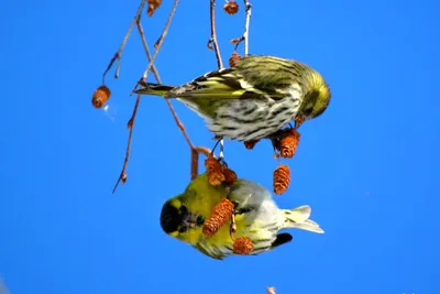 11 FREE Farm birds Flashcards | PDF | Russian Words