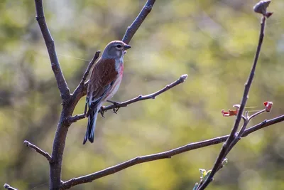 Birds' voices How the Linnet sings - YouTube