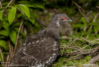 Рябчик (Tetrastes bonasia). Птицы Европейской России.