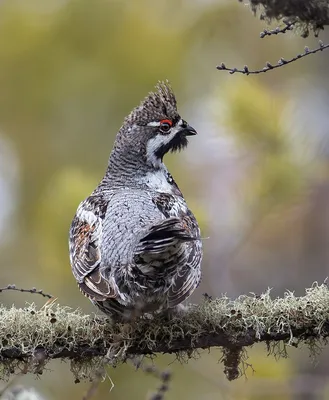 Рябчик (Tetrastes bonasia). Птицы Сибири.