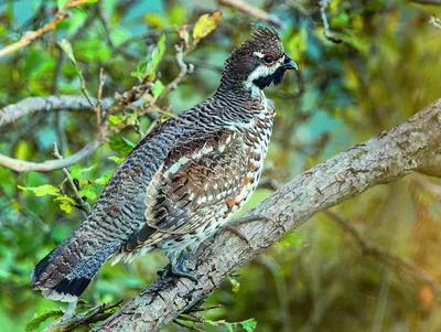 Молодой рябчик в... - Ladoga Ornithological Station | Facebook