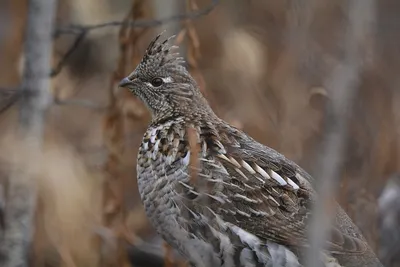 Рябчик (Tetrastes bonasia). Птицы Дальнего Востока России.