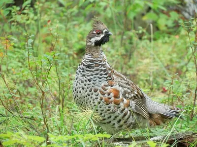 картинки : Позвоночный, птица, клюв, Galliformes, Дикая природа, Рябчик,  Phasianidae, Перепелка 2560x1707 - - 1526219 - красивые картинки - PxHere