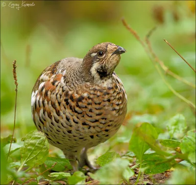 Рябчик (Tetrastes bonasia). Птицы Европейской России.