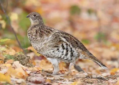 Рябчик (Tetrastes bonasia). Птицы Беларуси.