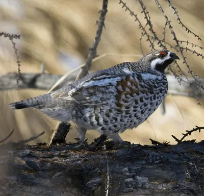 картинки : Дикая природа, клюв, Фауна, Galliformes, Позвоночный, Кувшинка,  Перепелка, Жаворонок, Домашний воробей, Птица-птица, Рябчик 2250x1800 - -  268025 - красивые картинки - PxHere