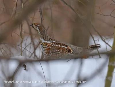 Воротничковый рябчик (лат. Bonasa umbellus). Птица из рода рябчиков,  подсемейства тетеревиных, отряда куро.. | ВКонтакте