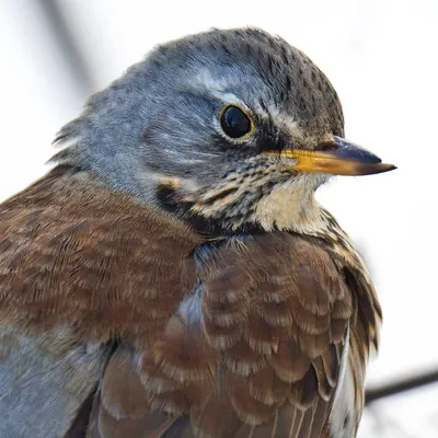 Дрозд-рябинник (Turdus pilaris)