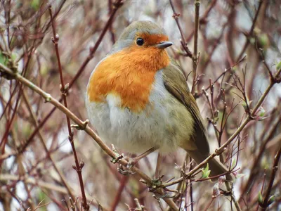 Дрозд-рябинник (Turdus pilaris)