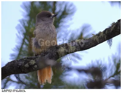 Фотография Кукша (Perisoreus infaustus) Алтай, Россия | Фотобанк  ГеоФото/GeoPhoto | GetImages Group