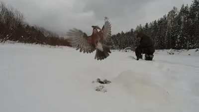 Птица жупан - картинки и фото poknok.art