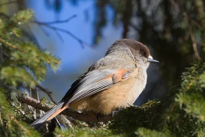 PDF) Avifauna of the States of Northern Eurasia (former USSR): Checklists