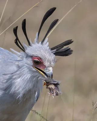 Птица секретарь