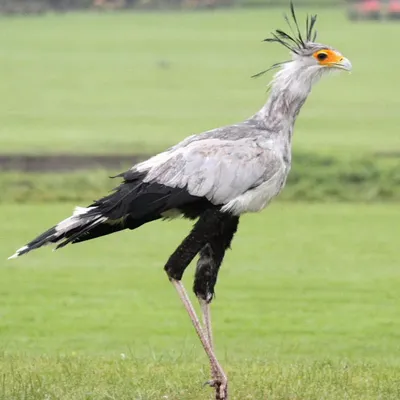 Kung fu bird, Kicking master, who eats snakes. Secretary bird! - YouTube