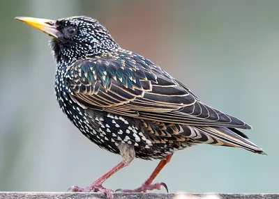 1. Starling. January 1 2012. | Aves belas, Pássaros, Animais