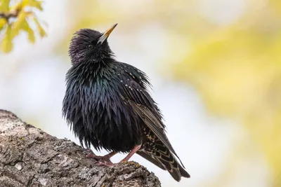 Скворец (Sturnus vulgaris). Птицы Беларуси.