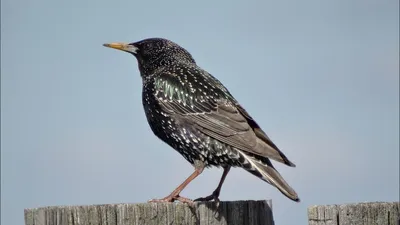 Скворец. Весенняя песня скворца. ( Sturnus vulgaris ) - YouTube