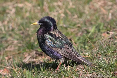 Скворец (Sturnus vulgaris). Птицы Беларуси.