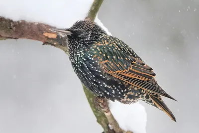 Скворец (Sturnus vulgaris). Птицы Беларуси.