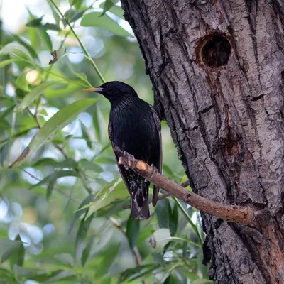 European starling, summer plumage / Скворец обыкновенный, летнее оперение /  Шпак звичайний, літнє вбрання | Animals, Bird