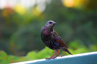 Photo - Скворец/ Шпак/ Starling/ der Star | Facebook