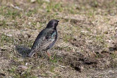 Скворец (Sturnus vulgaris). Птицы Беларуси.