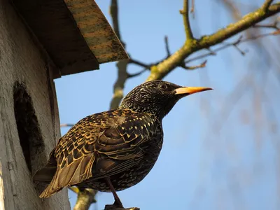 Обыкновенный скворец (лат. Sturnus vulgaris) / Такое название птица  получила благодаря своему пению В широком диапазоне звуков, издаваемых  скворцом, прослеживается потрескивание, при кивание и пришепетывание,  напоминающее шкворчание жареной еды на ...