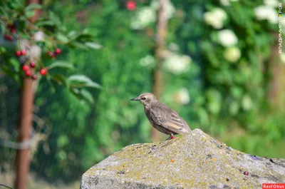 Скворец (Sturnus vulgaris). Птицы Беларуси.