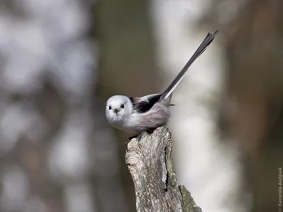 Любители птиц - Длиннохвостая #синица / Long-tailed #Tit (лат. Aegithalos  caudatus) Отряд: Воробьинообразные / Passeriformes Семейство: Длиннохвостые  синицы / Aegithalidae Род: Aegithalos Гнездовой ареал: Евразия Автор: 譲 北川  @ktgwyzr #фото ...