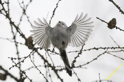 Длиннохвостая синица (ополовник) Aegithalos caudatus Long-tailed Tit