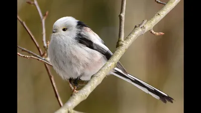 Длиннохвостая синица или ополовник, лесные птицы, Long tailed tomtit,  forest birds - YouTube