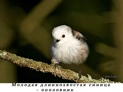 Длиннохвостая синица или ополовник - Приокско-Террасный государственный  природный биосферный заповедник