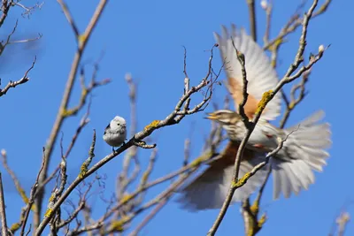 Длиннохвостая синица (Aegithalos caudatus). Птицы Европейской России.