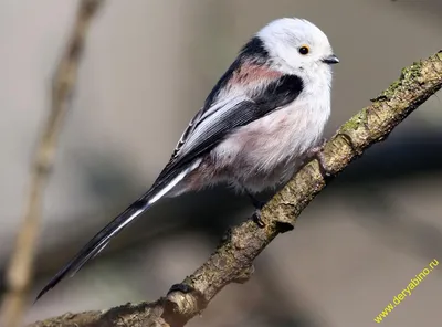 Длиннохвостая синица (ополовник) Aegithalos caudatus Long-tailed Tit