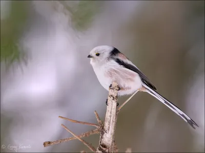 Клуб Людей и Птиц. ФОРУМЫ ptic.ru / Большая синица (Parus major)