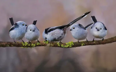 Длиннохвостая синица (Aegithalos caudatus). Птицы Европейской России.