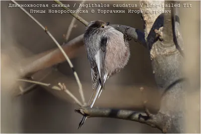 The voices of birds As the Crested tit sings - YouTube