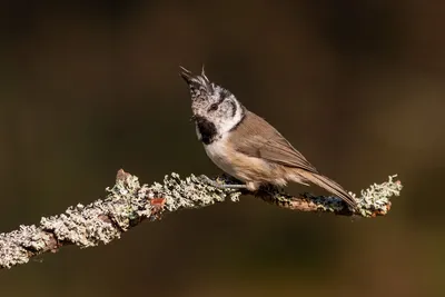 Хохлатая синица (Parus cristatus). Птицы Европейской России.