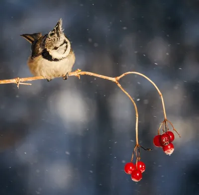 Хохлатая синица (Parus cristatus). Птицы Европейской России.