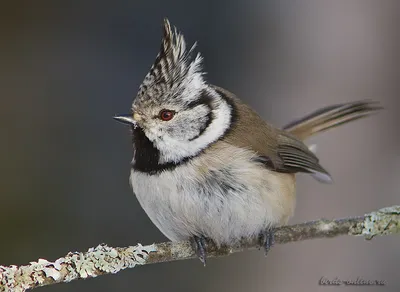 Синица хохлатая (Parus cristatus). Фотогалерея птиц. Фотографии птиц  России, Беларуси, Украины, Казахстана, Таджикистана, Азербайджана.