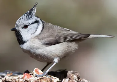 Синица хохлатая (Parus cristatus). Фотогалерея птиц. Фотографии птиц  России, Беларуси, Украины, Казахстана, Таджикистана, Азербайджана.