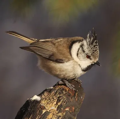 Хохлатая синица (Parus cristatus). Птицы Европейской России.