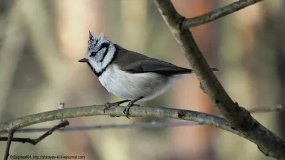 Клуб Людей и Птиц. ФОРУМЫ ptic.ru / Большая синица (Parus major)