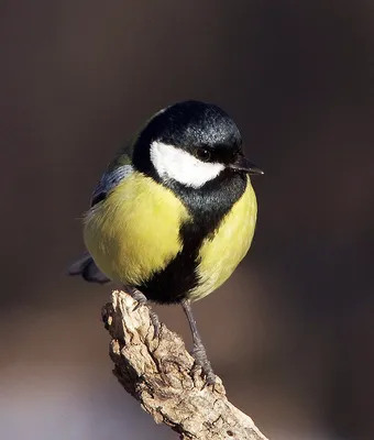 Хохлатая синица Parus cristatus Linnaeus, 1758