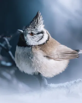 Птица Хохлатая Синица Lophophanes Cristatus Сидит На Дереве  Сфотографирована В Горизонтальном Дикая Природа В Польше Европе — стоковые  фотографии и другие картинки Crested Tit - iStock