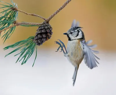 Синица большая (Parus major)