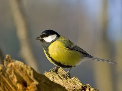 Фотография Хохлатая синица (Lophophanes cristatus) Россия | Фотобанк  ГеоФото/GeoPhoto | GetImages Group