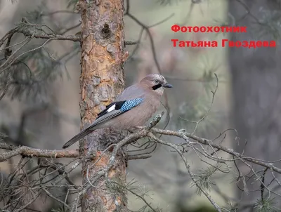 Птица сойка в среде обитания …» — создано в Шедевруме