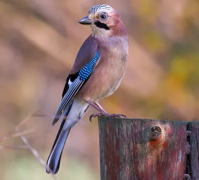 Птица Сойка интересные факты, Garrulus glandarius, Jay | Пикабу