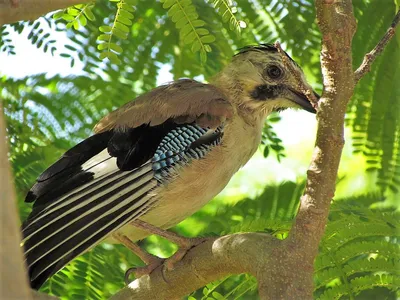 Сойка (Garrulus glandarius). Фотогалерея птиц. Фотографии птиц России,  Беларуси, Украины, Казахстана, Таджикистана, Азербайджана.